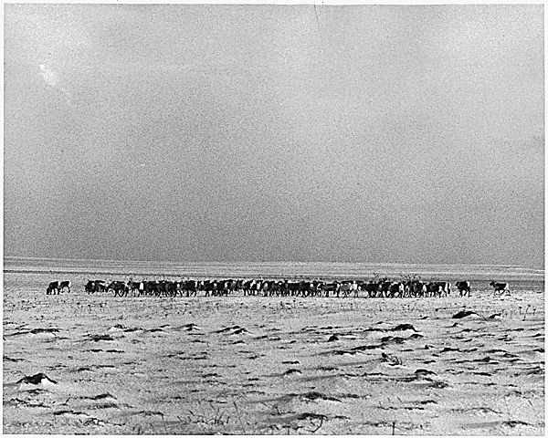 Reindeer at airstrip on St. Paul Island